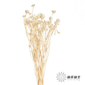 永生花材 | 相思梅白色