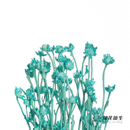 永生花材 | 相思梅蒂芙尼蓝 商品图1