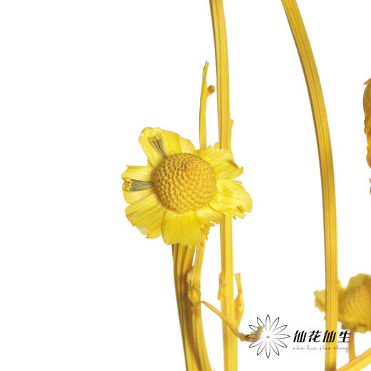 永生花材 | 相思梅黄色 商品图2