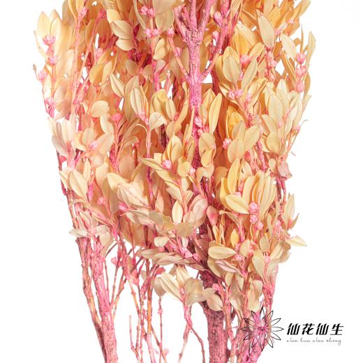 永生花材 | 黄杨牡丹浅粉 商品图2