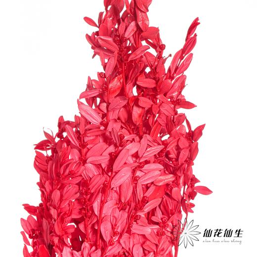 永生花材 | 黄杨牡丹红色 商品图3