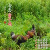 【闹妈】海岛原生态山地放养童子鸡4个月第3批包邮江浙沪皖 商品缩略图0