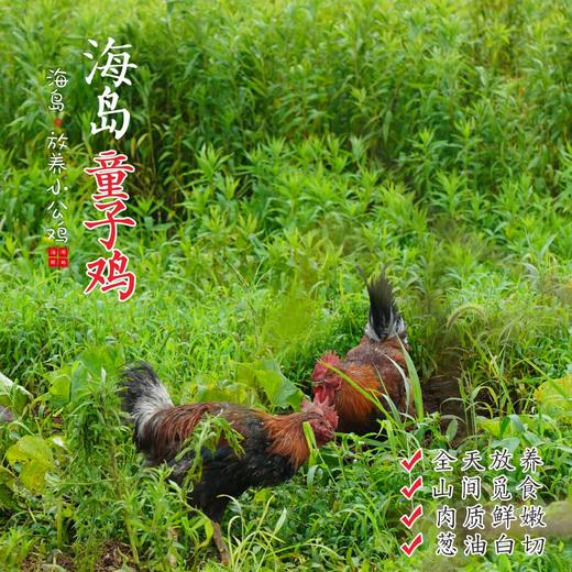 【闹妈】海岛原生态山地放养童子鸡4个月第3批包邮江浙沪皖 商品图0