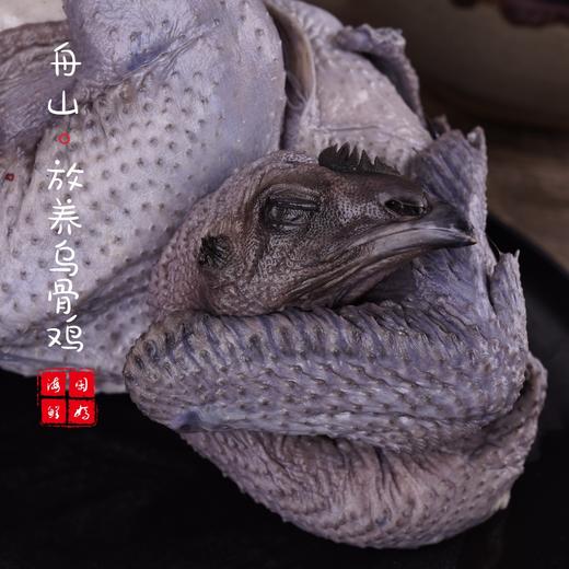 闹妈】2025年海岛原生态山地放养10个月黑羽乌骨鸡上市了 商品图3