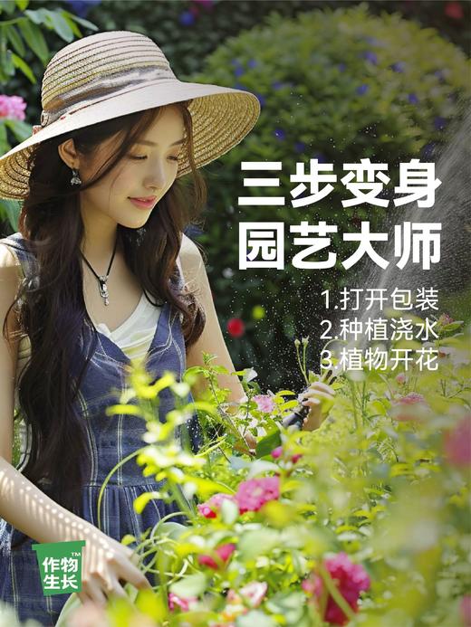 作物生长盆栽产品系列 商品图10