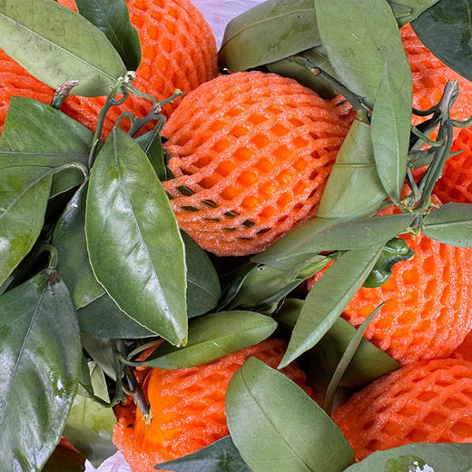 【社区团购】伦晚脐橙3.1kg含箱 商品图2