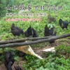 闹妈】2025年海岛原生态山地放养10个月黑羽乌骨鸡上市了 商品缩略图1