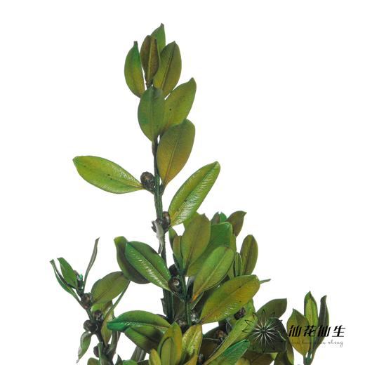 永生花材 | 黄杨牡丹绿色 商品图2