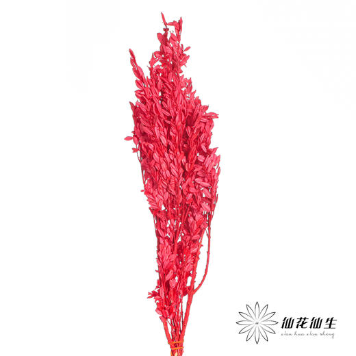 永生花材 | 黄杨牡丹红色 商品图0