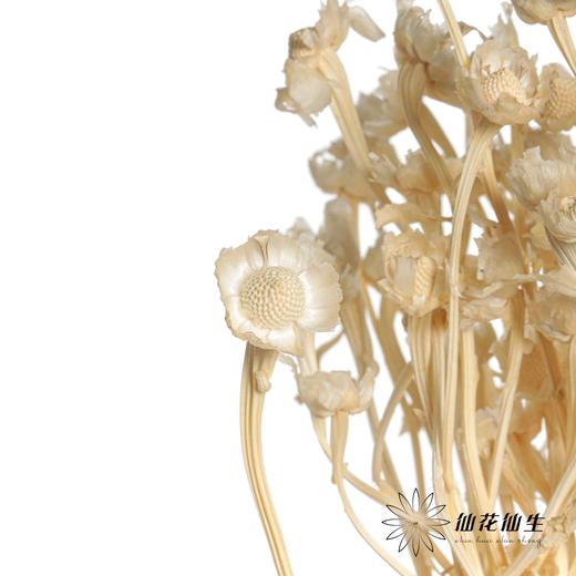 永生花材 | 相思梅白色 商品图3