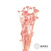永生花材 | 相思梅粉色 商品缩略图3