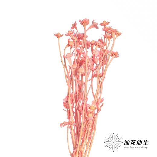 永生花材 | 相思梅粉色 商品图3