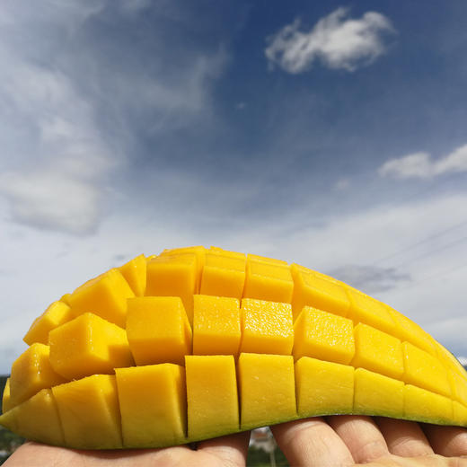 【大青芒】肉厚细腻爆汁高甜、奶油般顺滑无纤维 核薄可食率90%以上，不打药 自然生长，生吃甜品饮品沙拉 商品图4