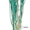 永生花材 | 相思梅蒂芙尼蓝 商品缩略图2