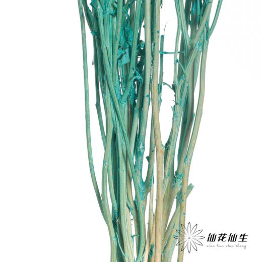 永生花材 | 相思梅蒂芙尼蓝 商品图2