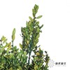 永生花材 | 黄杨牡丹绿色 商品缩略图3