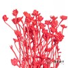 永生花材 | 相思梅红色 商品缩略图3