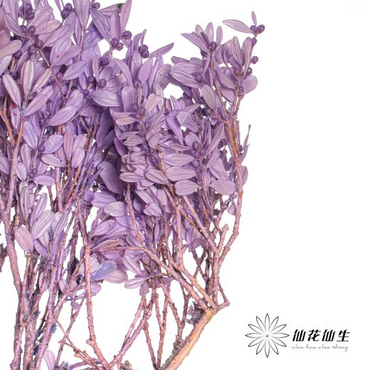 永生花材 | 黄杨牡丹紫色 商品图3