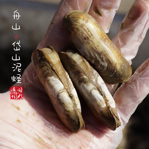 【闹妈】舟山热气鲜活蛏子带泥蛏子当天现挖 400g/盒25个左右不包活 商品图1