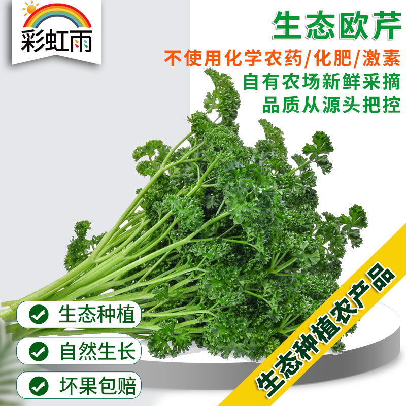 法香欧芹荷兰芹100g 香料西餐装饰沙拉