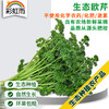 法香欧芹荷兰芹100g 香料西餐装饰沙拉 商品缩略图0