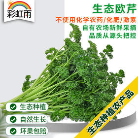 法香欧芹荷兰芹100g 香料西餐装饰沙拉