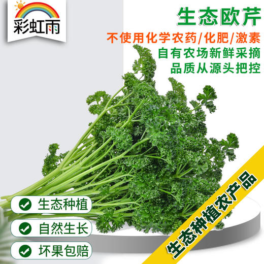 法香欧芹荷兰芹100g 香料西餐装饰沙拉 商品图0