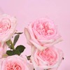 救赎邂逅 | 女娲玫瑰 粉色 5枝  | 公众号鲜花 商品缩略图2