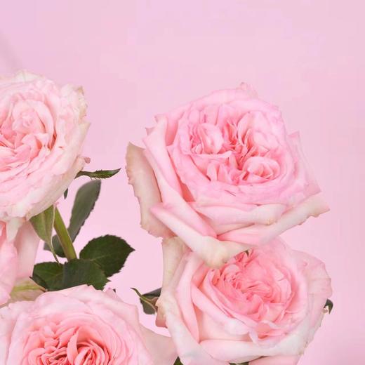 救赎邂逅 | 女娲玫瑰 粉色 5枝  | 公众号鲜花 商品图2