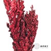 永生花材 | 黄杨牡丹酒红色 商品缩略图1