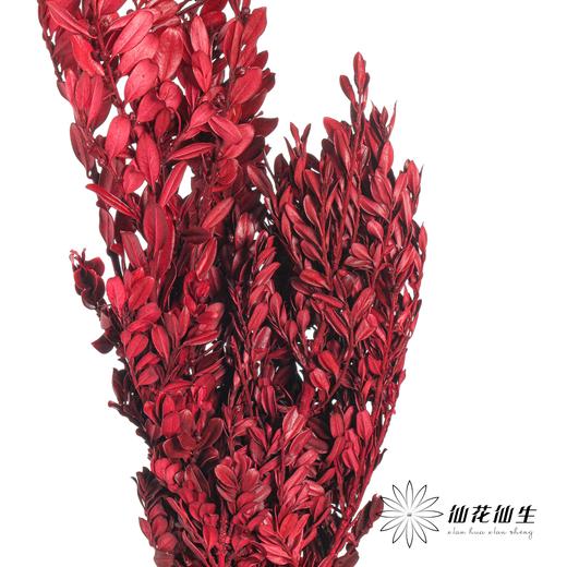 永生花材 | 黄杨牡丹酒红色 商品图1