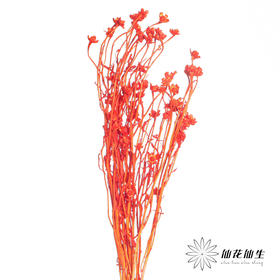 永生花材 | 相思梅橙色