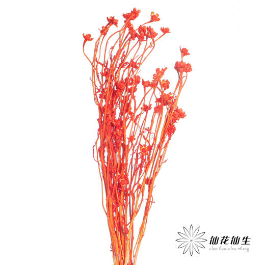 永生花材 | 相思梅橙色 商品图0
