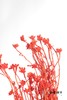 永生花材 | 相思梅橙色 商品缩略图3