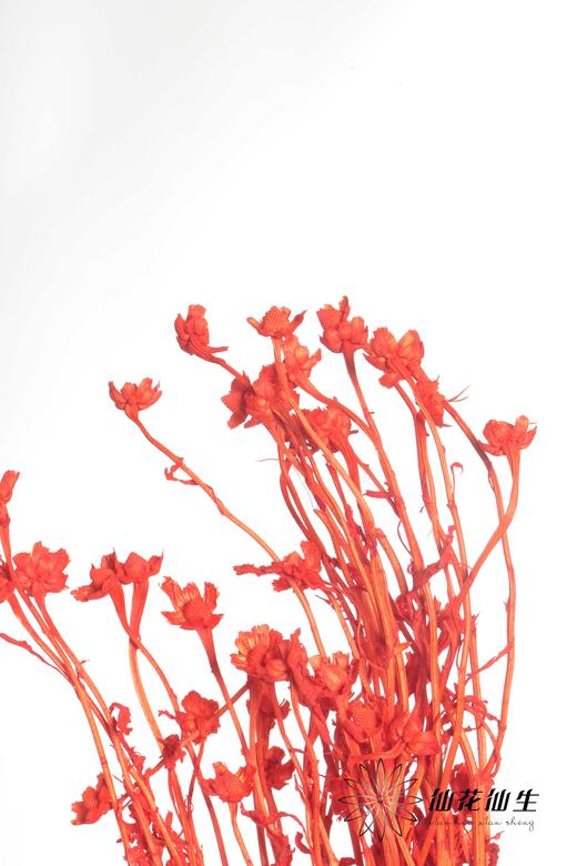 永生花材 | 相思梅橙色 商品图3