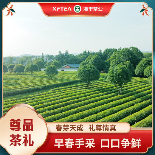 春茶上市｜【为人民服务-尊品茶礼112g 】(1盒=4g*28小袋) 绿茶/精品毛尖/礼盒装 商品图4