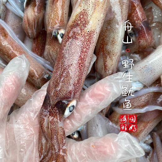 【闹妈】 [热气]镇店之宝硬皮鱿鱼句公 1斤5-8只左右共500g±30g 商品图2