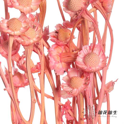 永生花材 | 相思梅粉色 商品图2