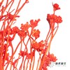 永生花材 | 相思梅橙色 商品缩略图1