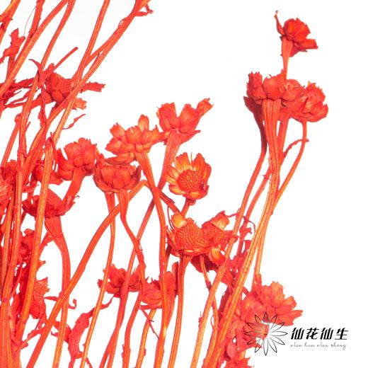 永生花材 | 相思梅橙色 商品图1