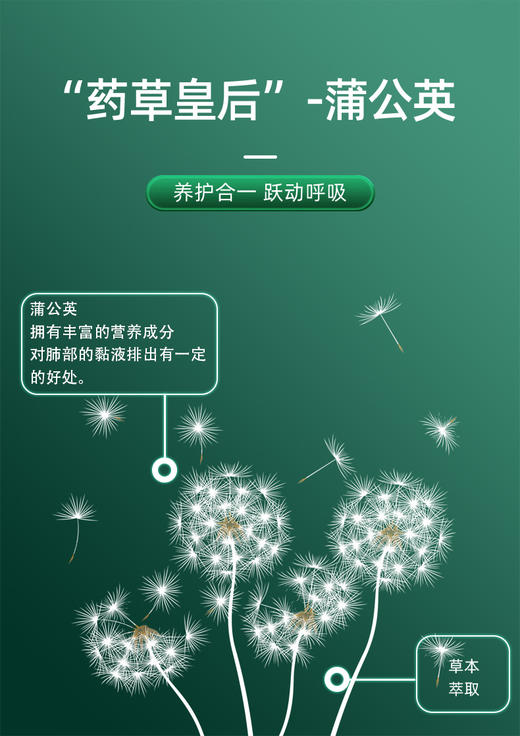 斯诺森牌散节宝蒲公英玉米须蛋白核小球藻粉  呵护肺部 畅快呼吸 美国原装进口 商品图4