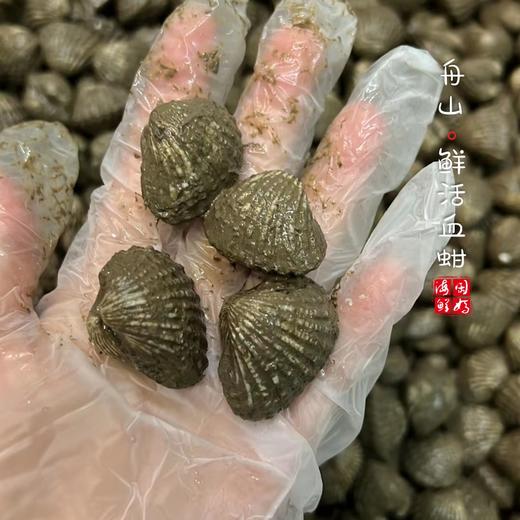 【闹妈海鲜】新鲜血蛤鲜活贝类1袋400g±30g45-50只左右不包活 商品图1