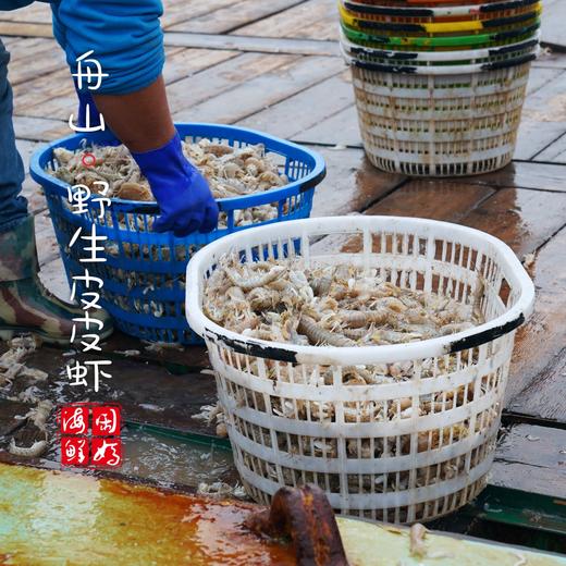 闹妈海鲜】舟山鲜活大皮皮虾虾姑濑尿虾富贵虾保鲜不保活公母混搭 商品图1