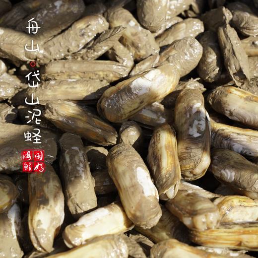 【闹妈】舟山热气鲜活蛏子带泥蛏子当天现挖 400g/盒25个左右不包活 商品图3