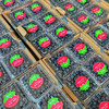 【雪山恬】云南 玉龙雪山 蓝莓15+，口感脆，味道甜，个头中，特别好吃！ 商品缩略图2