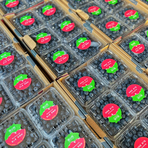 【雪山恬】云南 玉龙雪山 蓝莓15+，口感脆，味道甜，个头中，特别好吃！ 商品图2