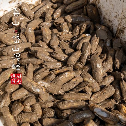 【闹妈】舟山热气鲜活蛏子带泥蛏子当天现挖 400g/盒25个左右不包活 商品图2
