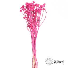 永生花材 | 相思梅玫红