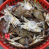 【保鲜不保活】闹妈海鲜舟山梭子蟹红膏母蟹3两左右/只 2斤/3斤会有断脚 商品缩略图2