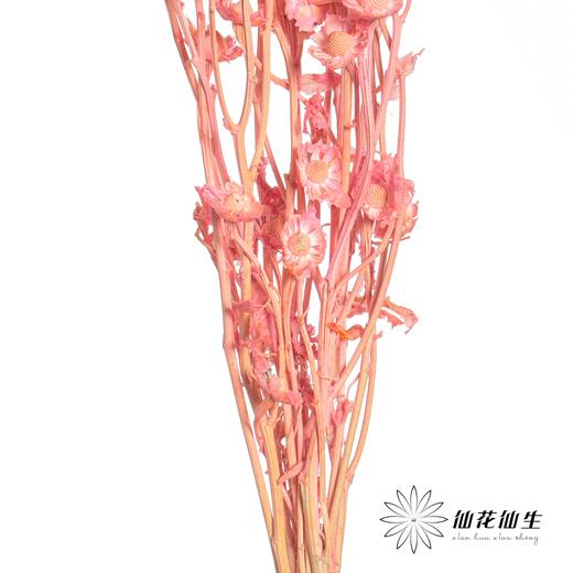 永生花材 | 相思梅粉色 商品图1